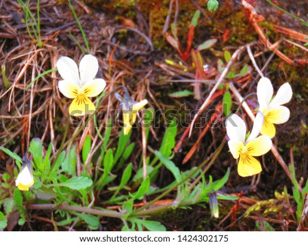 flowers of Wild Pansy, Viola tricolor,