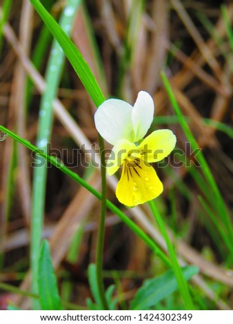 flowers of Wild Pansy, Viola tricolor,