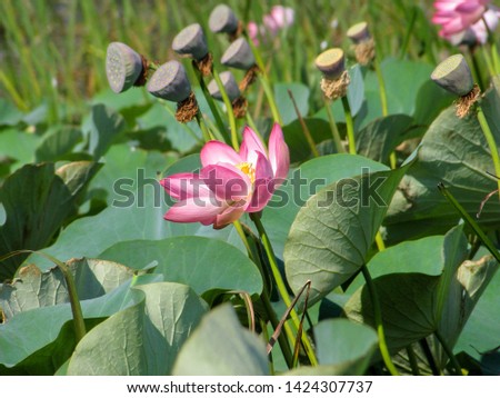 pink lotus and its fruits are blooming                    
