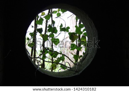 porthole or round hole window type of a dark room, black. outside you can see the light, the nature and climbing branches of green ivy