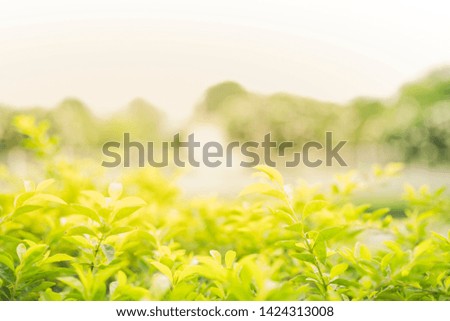 Closeup nature view bush tree with top copy space blurred background