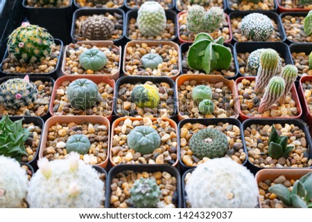 small round shape of variety species cactus with and without thorns were put in gravel pot in pattern to show its beautiful nature with design docration at outdoor place. It growth in dry weather.
