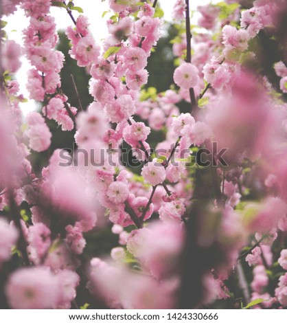 a lot of pink Prunus triloba flowers growing on atree