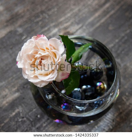 delicate rose in a vase with water