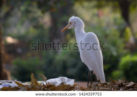 Beautiful Portrait of a Cattle Egret in its natural habitat against a soft blurry background