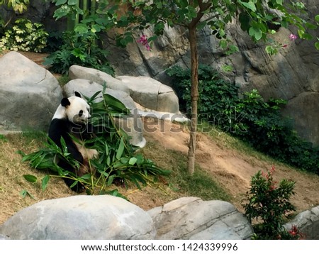 Beautiful picture beside of big panda eating food in simulated forest at aquarium.