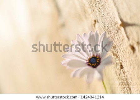 Background of a pink flower against a wall with texture, bright and romantic photo.