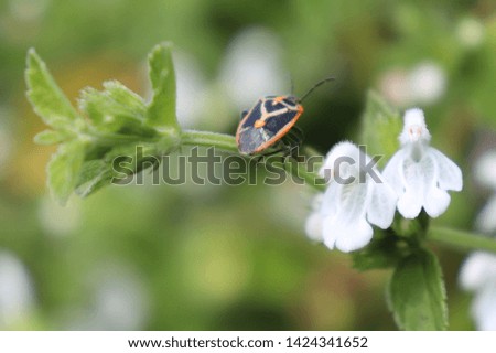 insects that perch on white flowers that bloom,