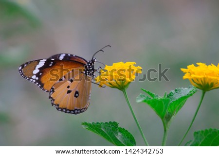 Portrait of The Plain Tiger Butterfly on the Flower Plants in a soft green blurry background during Spring Season