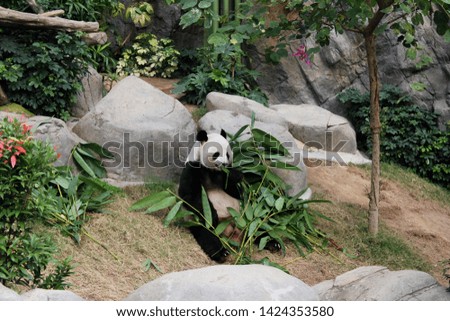 Beautiful picture of Endangered animals call “ giant panda” while eating bamboo leaves.