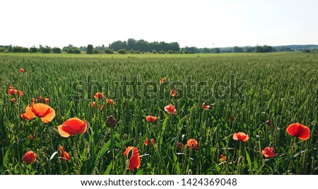 View of a field with red poppy "Papaver rhoeas" in Bavaria