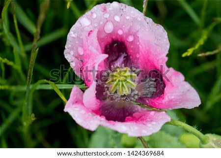 Beautiful pink and white Poppy pictured after a rainstorm in Northumberland on the North East coast of England. The unusual delicate colour of this flower is enhanced by  water droplets on the petals.