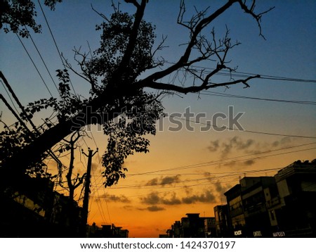 A pic of a tree during sunset.