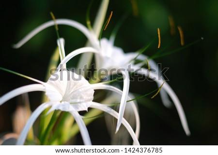 Selective focus of Beautiful white flowers blooming in the morning with dark blurred background
