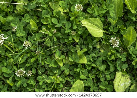A green clover field in a forest