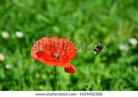 Poppy flower with bees flying out 