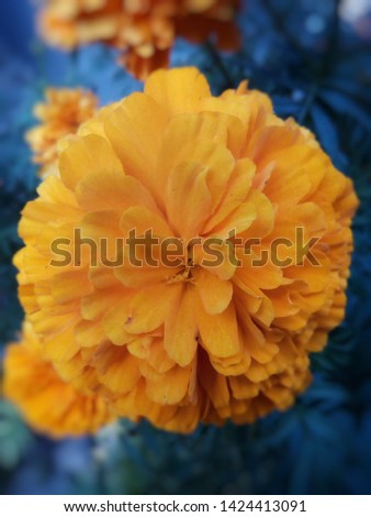 a focused and closeup picture of Marigold flower