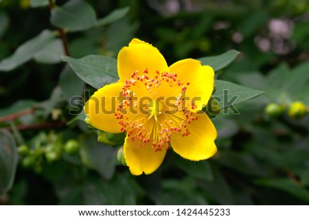 Yellow rose of Sharon in the garden with a lot of stamens on green background close up (Hypericum Calycinum)