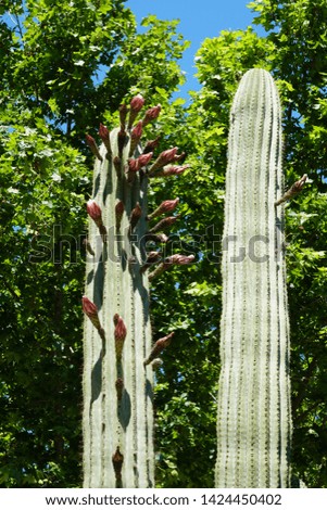 Many large cacti in the park Salou, Catalonia, Spain. Cactus