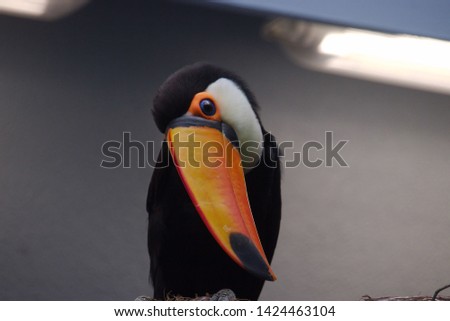 Close up portrait of a Toucan bird with his head at an angle looking down.