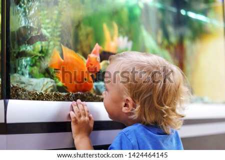 Cute boy looking on colorful aquarium fishes in fish tank, carassius auratus