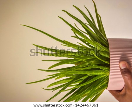 Aloe vers plants on the hand. Green plantation of aloe vera.