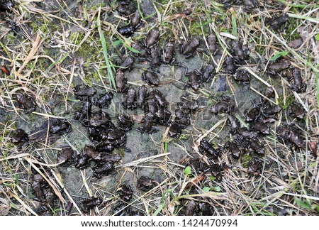 many small frogs on the ground