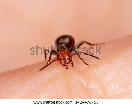 Western thatching ant, Formica obscuripes, biting a person's finger, front view. This species is native to North America