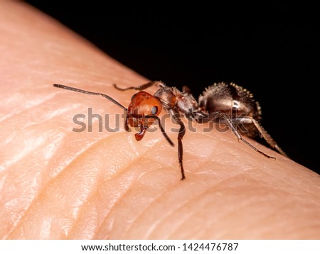 Western thatching ant, Formica obscuripes, biting a person's finger, 3/4 view. This species is native to North America.