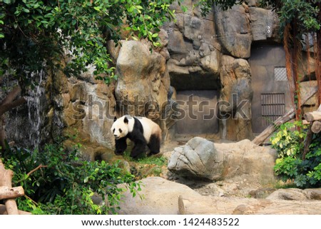 Eye level angle view of giant panda in simulated home at aquarium.