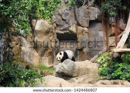 Beautiful picture of simulated mountain in aquarium with giant panda.