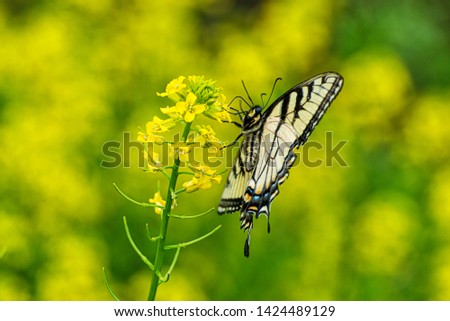 Horizontal side view of a butterfly against a yellow out of focus background with copy space.