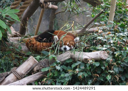 Wonderful moment with red panda. Cute red panda sleeping in Hong Kong aquarium.