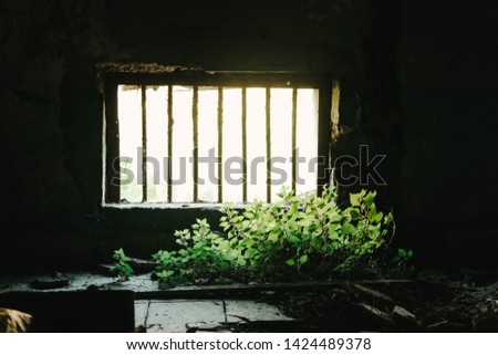 Green Plants reaching the Light through Window Prison |‌ Conceptual Photo 