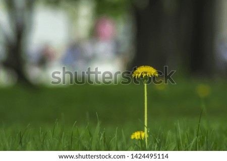 Yellow dandelion and grass on a spring day