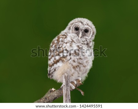 Barred Owl ( Owlet ) Closeup Portrait on Green Background  in Spring