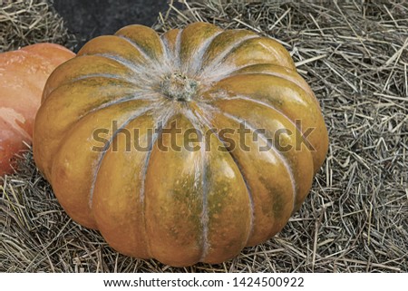 beige yellow ribbed pumpkin lies on dark gray hay close-up