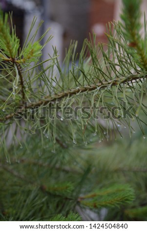 Drops of rain on the needles of the spruce branch close up. Green fir tree branch with water drops on a rainy spring or summer morning on a green natural background