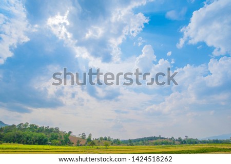 Beautiful Blue Sky Background with White Clouds and Rice Field. Picture for Summer Season.