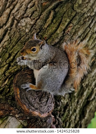 Squirrel eating a walnut, Boston Common
