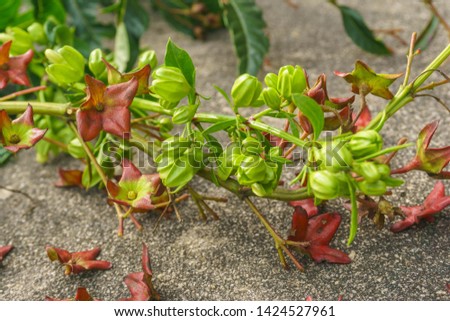 Labisia pumila or Kacip Fatimah is a herb that is native to Malaysian rain forests, in which it's believed to contain benefits relating to women's health. selective focus Royalty-Free Stock Photo #1424527961