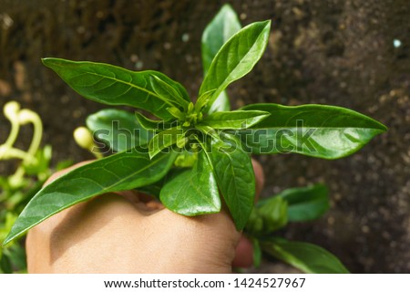 Labisia pumila flower or Kacip Fatimah on hand is a herb that is native to Malaysian rain forests, in which it's believed to contain benefits relating to women's health. selective focus Royalty-Free Stock Photo #1424527967