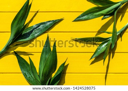 Top view Dracaena sanderiana, Liliaceae, Ribbon Plan on yellow wood background, top view.