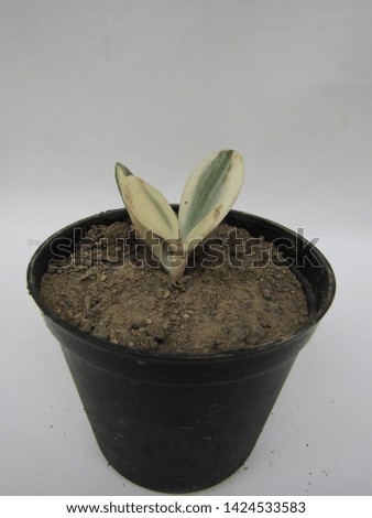 cactus Succulent Echeveria in a planter plastic concrete black brown pot perennials subshrubs with rosettes of colourful fleshy leaves and racemes or panicles of urn-shaped. Use design element pattern