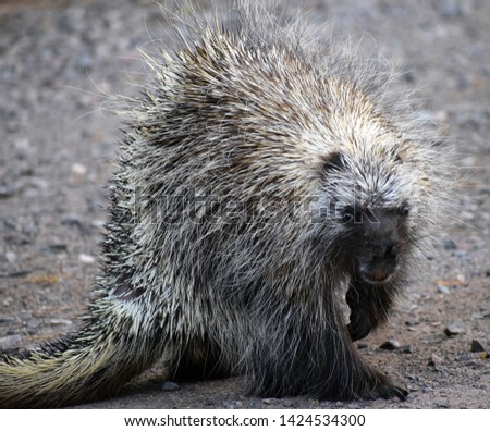 A porcupine turns and looks at the camera.