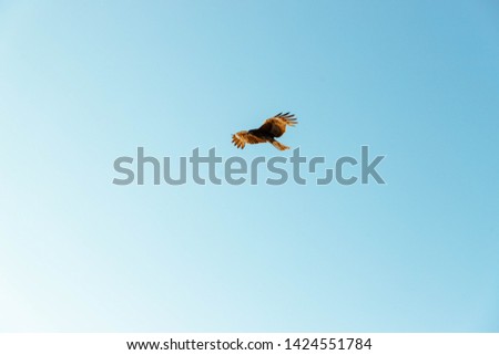 Tonbi flying in the sky of Hayama-cho, Kanagawa Prefecture, Japan