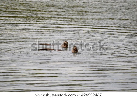 River otters playing and swimming through the water in search of food 