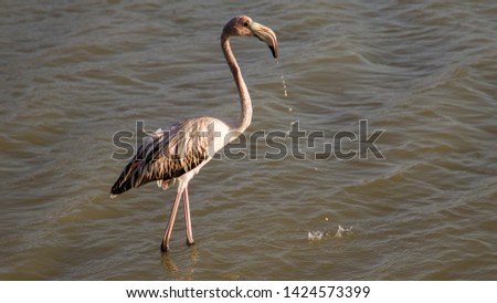 A beautiful picture of a flamingo.