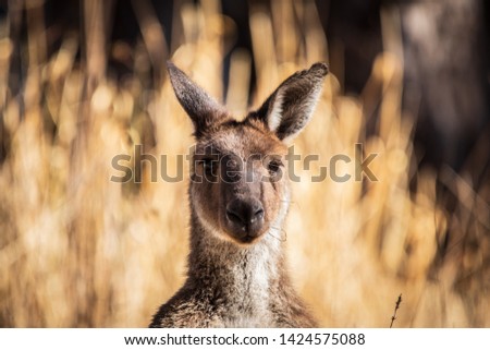Kangaroo close up face at Craigburn farm 