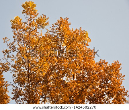 Yellowish leaves of a tree in the autumn season unique photo